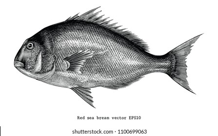 Red sea bream hand drawing engraving illustration isolated on white background