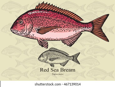 Red Sea Bream, Porgy. Vector illustration with refined details and optimized stroke that allows the image to be used in small sizes (in packaging design, decoration, educational graphics, etc.)