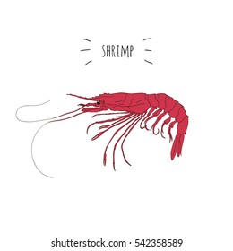 Red shrimp vector logo isolated on white background. Hand drawn seafood design icon illustration for sushi restaurant menu or signboard. Prawn. Japanese marine products.