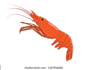 Red shrimps isolated on white background