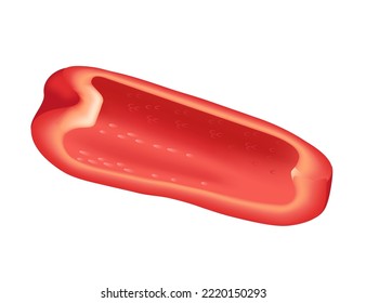Red slice of bell pepper healthy fresh vegetable vector illustration isolated on white background