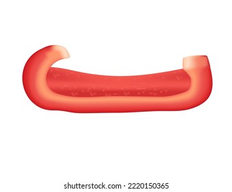 Red slice of bell pepper healthy fresh vegetable vector illustration isolated on white background