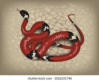 Red snake adder against the background of sand and stones. Vector illustration.