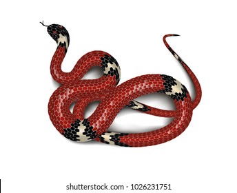 Red snake adder isolated on white background. Vector illustration.
