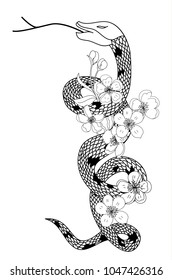 red snake vector and Cherry flower spring season vector illustration background.Poster design Red snake Reptile and Sakura flower for printing and tattoo.