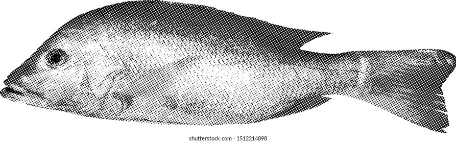 A red snapper fish. Benday dot vector illustration. 