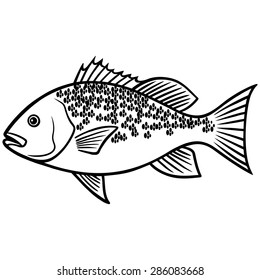 Red Snapper Fish Illustration