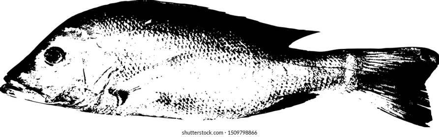 A red snapper fish. Imprint vector illustration. 