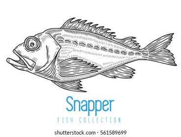 Red snapper Fish isolated on white vector illustration. Suitable for graphic and packaging design, educational examples, advertising, web, etc.