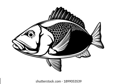 Red snapper isolated vector illustration. Fishing logo of red snapper. Fishing emlem for company or sport club. Marine theme background. 