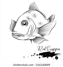 Red Snapper, Realistic Fish Sketch, Vector Illustration