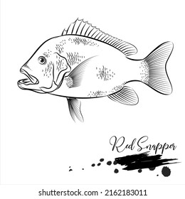 Red Snapper, Realistic Fish Sketch, Vector Illustration