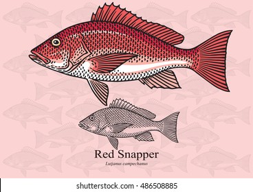 Red Snapper. Vector illustration with refined details and optimized stroke that allows the image to be used in small sizes (in packaging design, decoration, educational graphics, etc.)