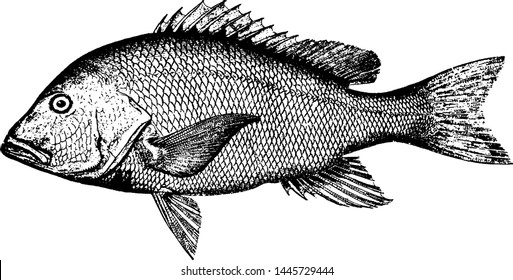 Red Snapper, Vintage Engraved Illustration.