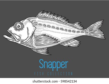 Red snapper,fishing logo isolated,vector illustration.