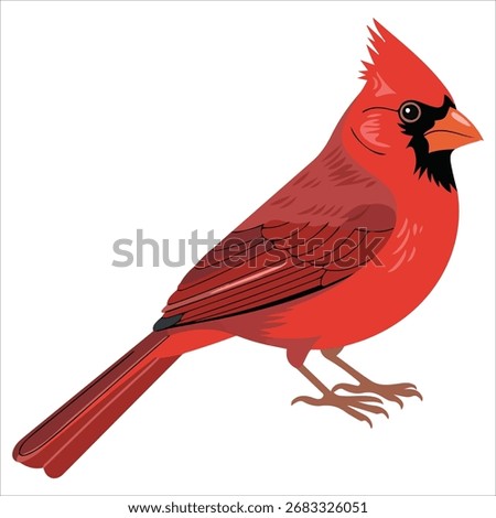Red songbird standing vector graphic white background