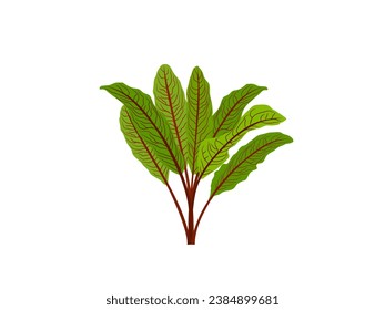 Red Sorrel on a white background.