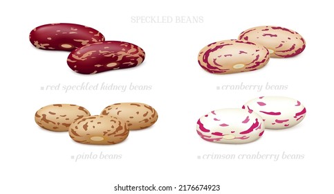 Red speckled kidney, pinto and cranberry beans isolated on white background. Side view. Realistic vector illustration.