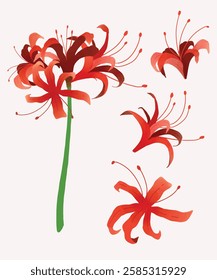 red spider lily bulbs or lycoris radiata flower in vector beautiful illustration for graphic and design