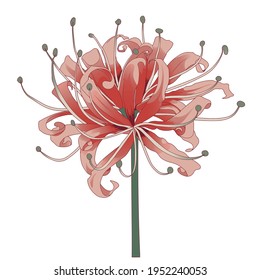 Red Spider lily flower. Vector Illustration svg