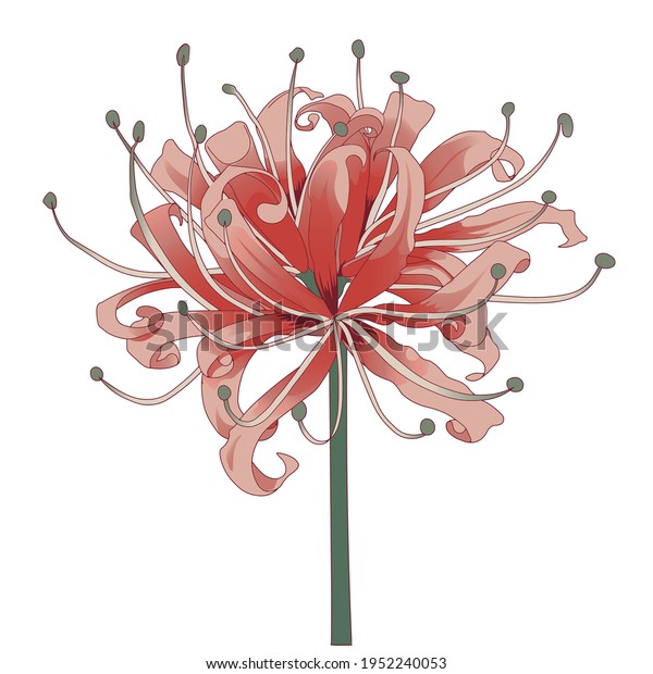 Red Spider Lily Flower Vector Illustration Stock Vector (Royalty Free ...