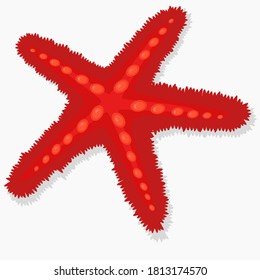 red spiny starfish on a white background