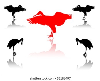 red spoonbills with shadows