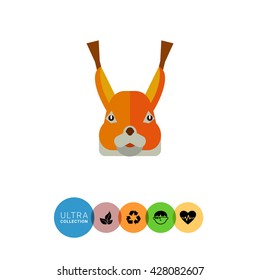 Red squirrel head