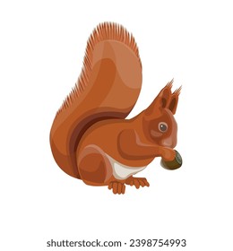 Red squirrel holding a hazelnut. Vector illustration in a realistic style isolated on a white background