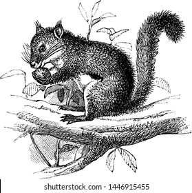 Red Squirrel, vintage engraved illustration.