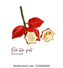 Rote Sternfrucht typisch für die Insel Borneo mit Stiele und offenen Früchten. Vektorgrafik-Design