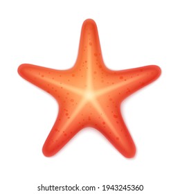 Red starfish. Marine creature. Realistic vector illustration, isolated on white background.