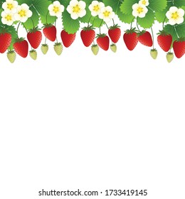 Red Strawberry and Flower Frame on White Background. Vector Illustration.