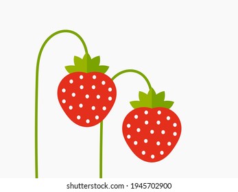 Red strawberry fruits on plant stems. Vector illustration.