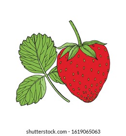 Red strawberry with leaf. Hand drawn berry illustration, isolated on white background. Colorful sketch. Vector illustration.