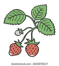 Red strawberry with leaves. Fresh berry. Natural food and vitamins. Ingredient for kultnaria. Design for decoration. Vector illustration isolated on white background. Hand drawn outline