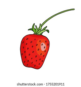 Red strawberry vector illustration. Hand drawn cartoon doodle drawing. Sweet berry isolated on white background for package, decoration, poster, banner