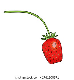 Ilustración vectorial de fresa roja. Dibujo a mano de dibujos de dibujos animados. Berry dulce aislado sobre fondo blanco para el paquete, decoración, afiche, pancarta