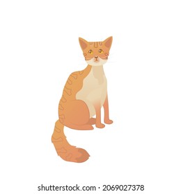 un gato rojo a rayas está sentado
