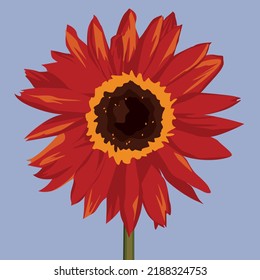The red sunflower as Evening Sun on dark blue background