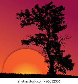 Red sunset with the silhouette of the tree