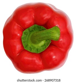 Red sweet  bell pepper isolated on white background. Vector illustration.