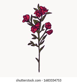 red sweet pea flowers hand drawn isolated colorful and outline vector clipart. plant elements for graphic design and your creative projects, posters, postcards, invitations and tattoos.