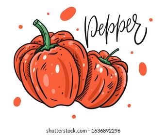 Red sweet pepper colorful vector illustration. Isolated on white background.