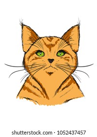 A red tabby cat on a white background. Vector illustration. Green eyed cat.