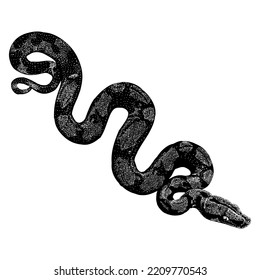 Dibujo manual de Red Tail Boa (boa común). Ilustración vectorial aislada en fondo blanco.