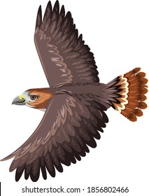 Red Tail Hawk isolated on white background illustration