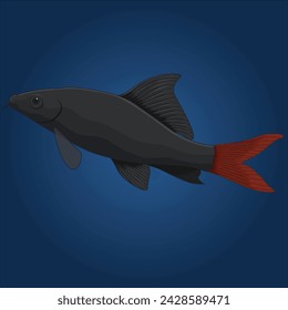 Red Tailed Black Shark Freshwater Ornamental Fish Vector Illustration