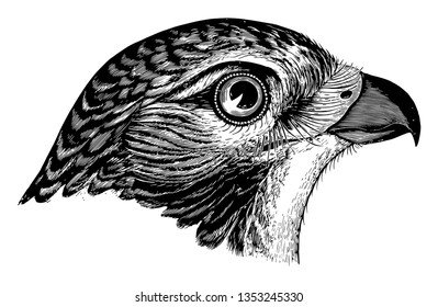 Red tailed Buzzard where the tail appears pearly whitish with a reddish tinge vintage line drawing or engraving illustration.