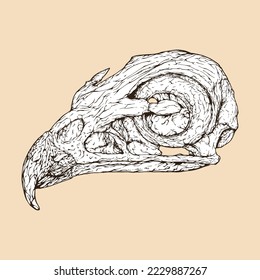 red tailed hawk skull head vector illustration
